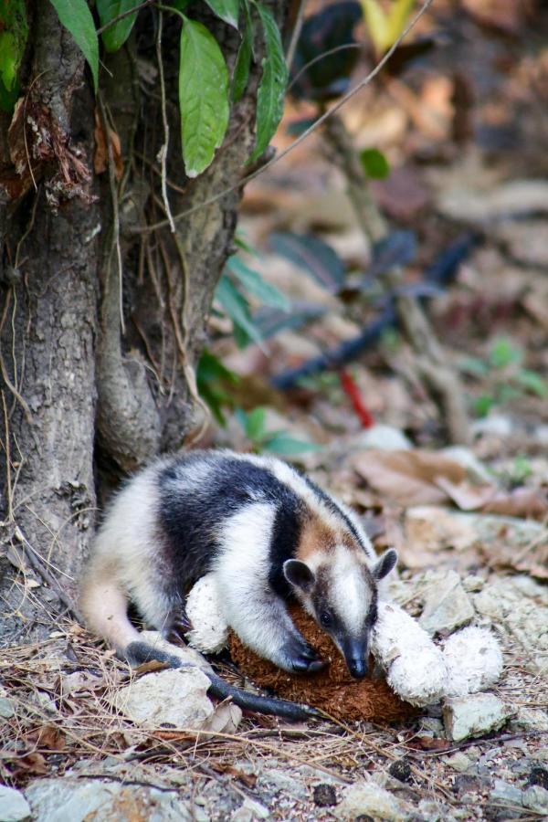 Jungle Lodge At Wild Sun Rescue Center Cabuya  Dış mekan fotoğraf